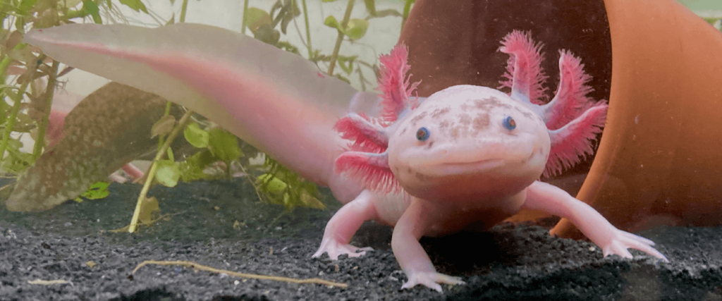 aksolotl pembe