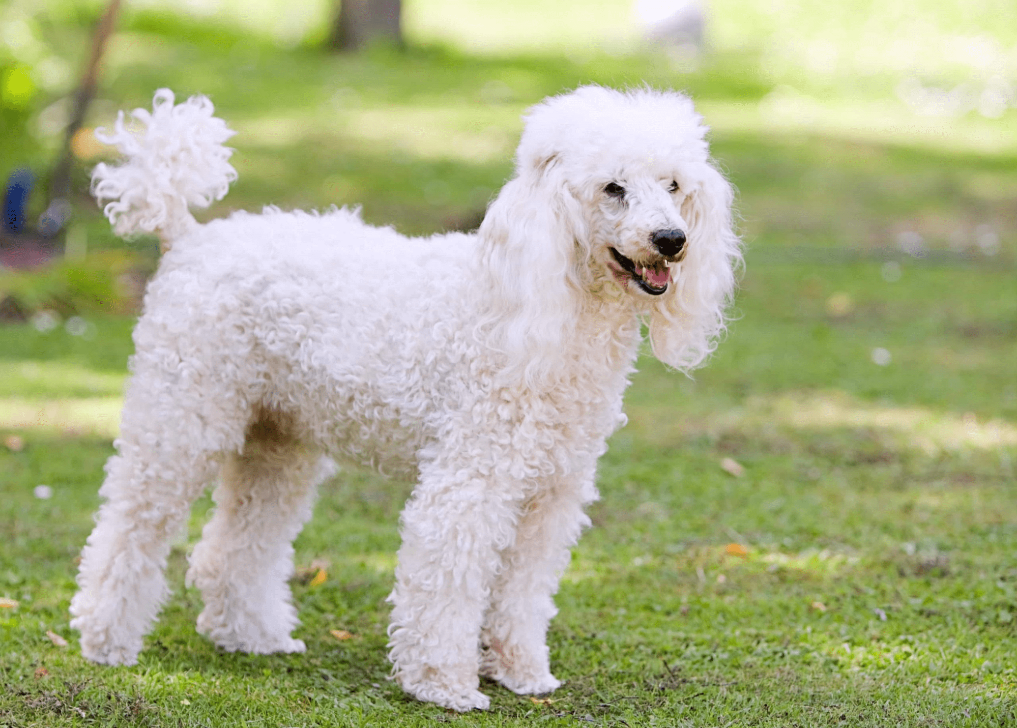 kaniş köpeği özellikleri