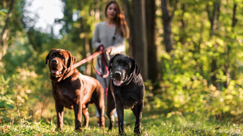 Köpek Sahiplenmenin En Güzel Yanları