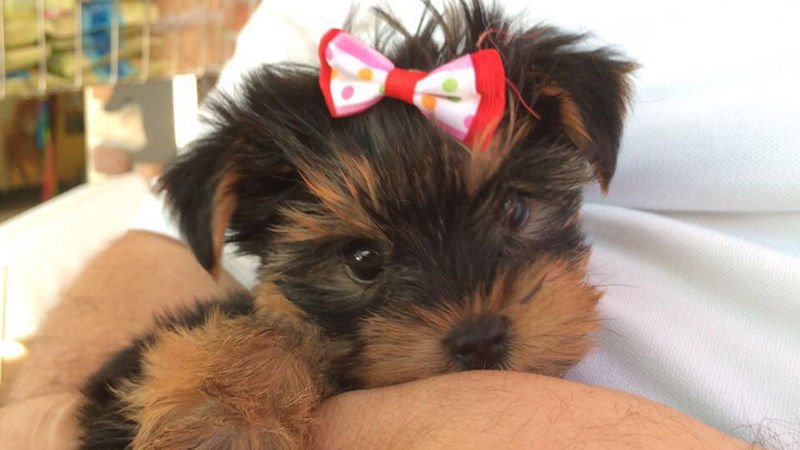 Yorkshire Terrier Hakkında